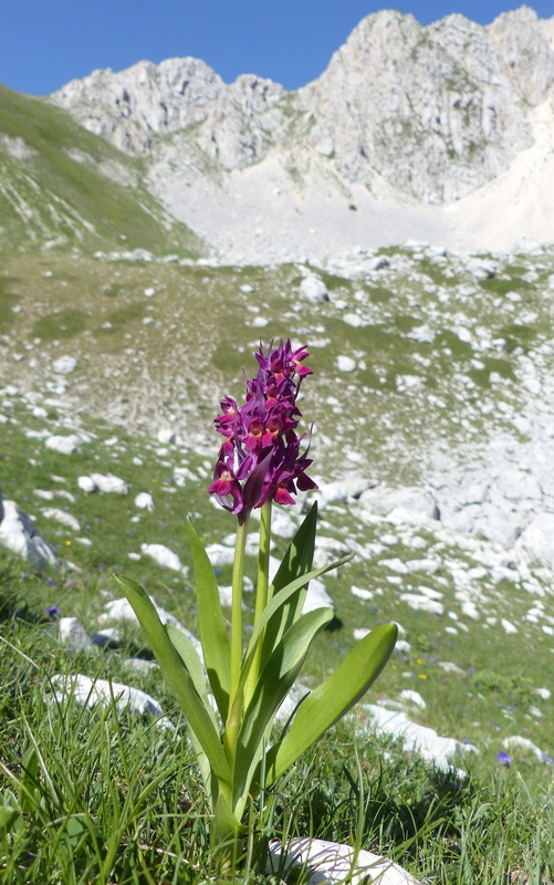 er Terminillo: la Nigritella widderi e altre orchidee sulla montagna di Roma.